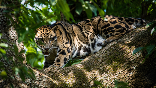 Sipahijala Wildlife Sanctuary