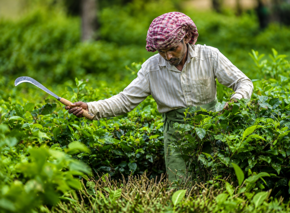 Durgabari Tea Garden